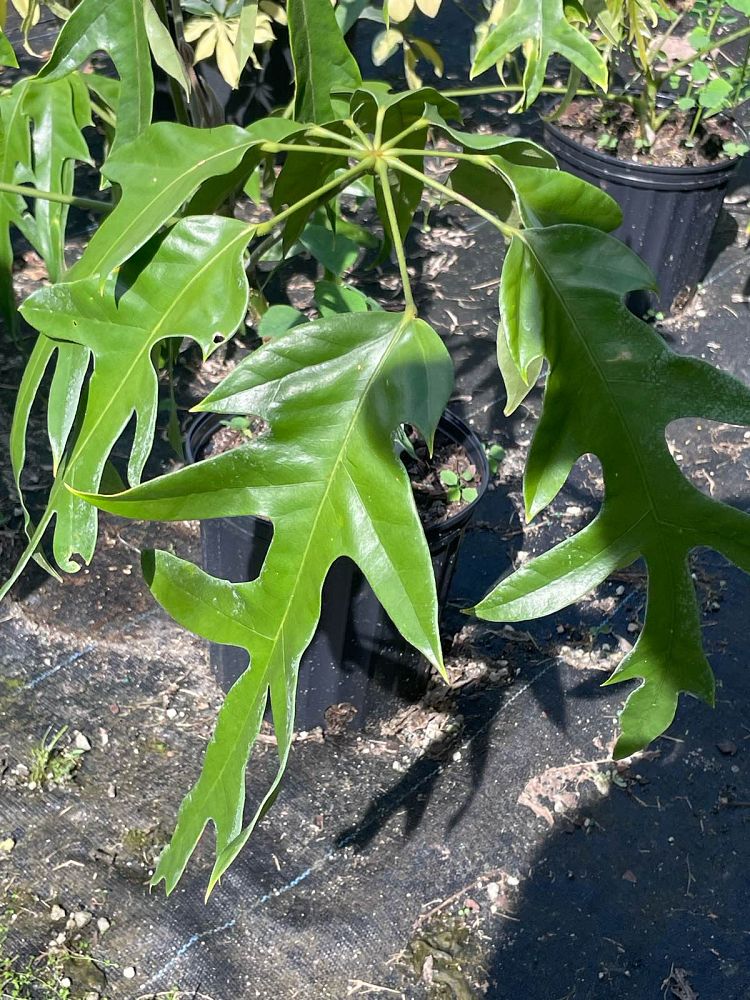 schefflera-actinophylla-nova-umbrella-tree