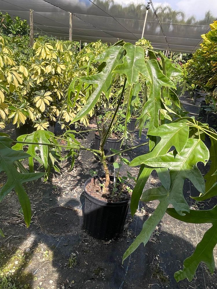 schefflera-actinophylla-nova-umbrella-tree