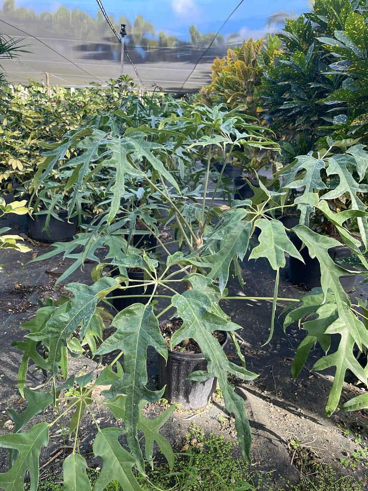 schefflera-actinophylla-nova-umbrella-tree