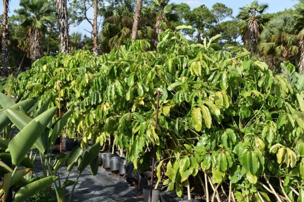 schefflera-actinophylla-umbrella-tree