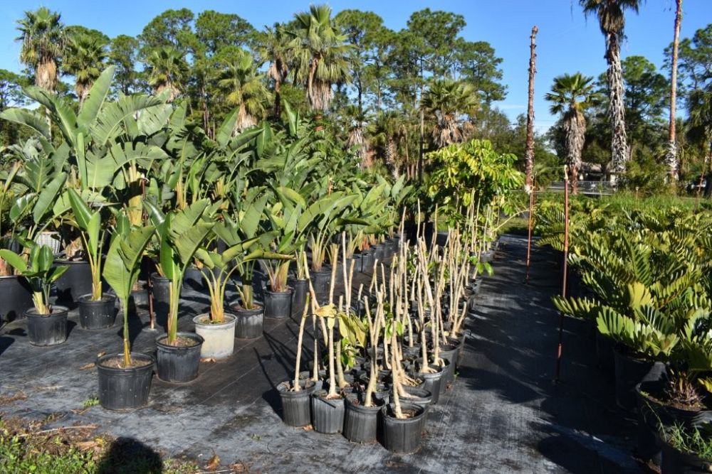 schefflera-actinophylla-umbrella-tree