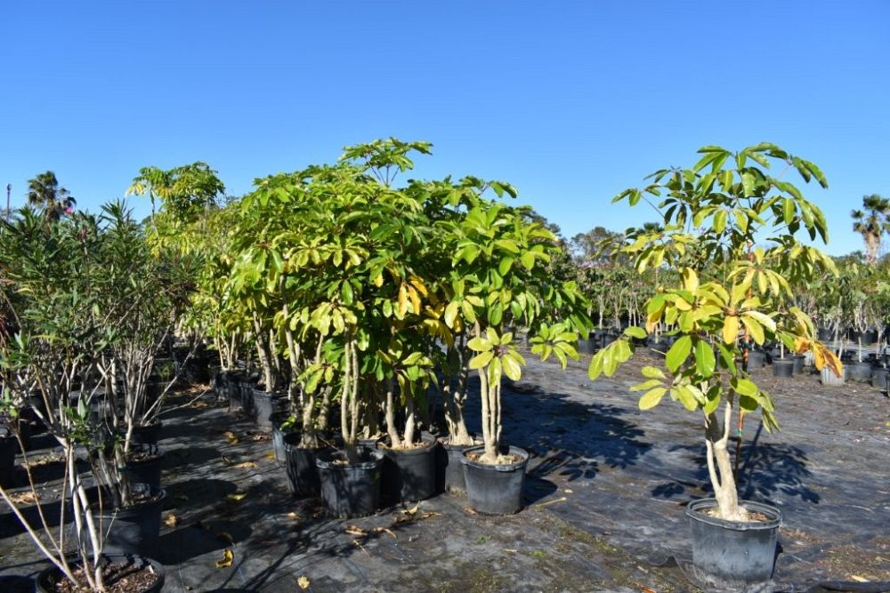 schefflera-actinophylla-umbrella-tree