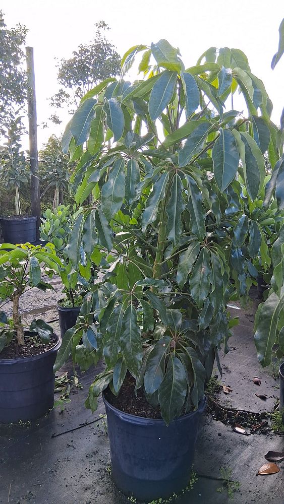 schefflera-actinophylla-umbrella-tree