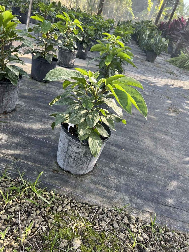 schefflera-arboricola-alpine-umbrella-tree