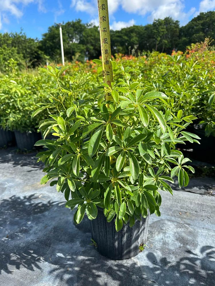 schefflera-arboricola-compacta-dwarf-umbrella-tree-schefflera-arboricola-mini-green