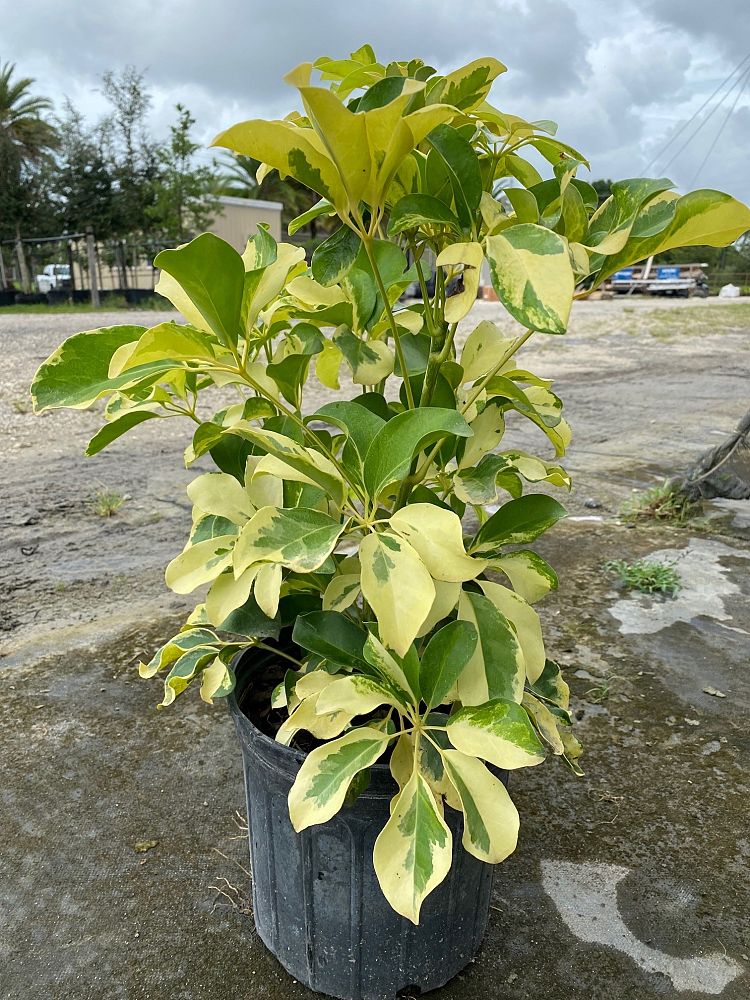 schefflera-arboricola-dazzle-umbrella-tree