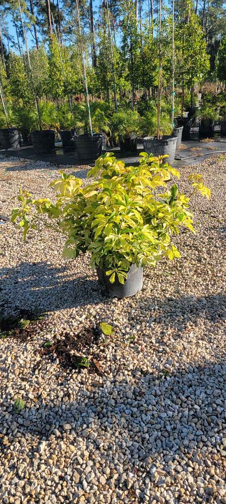 schefflera-arboricola-dazzle-umbrella-tree