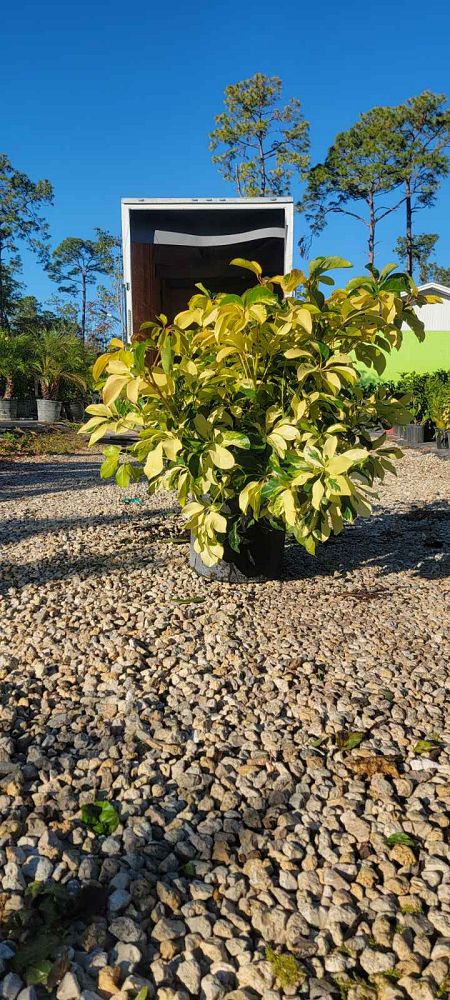 schefflera-arboricola-dazzle-umbrella-tree