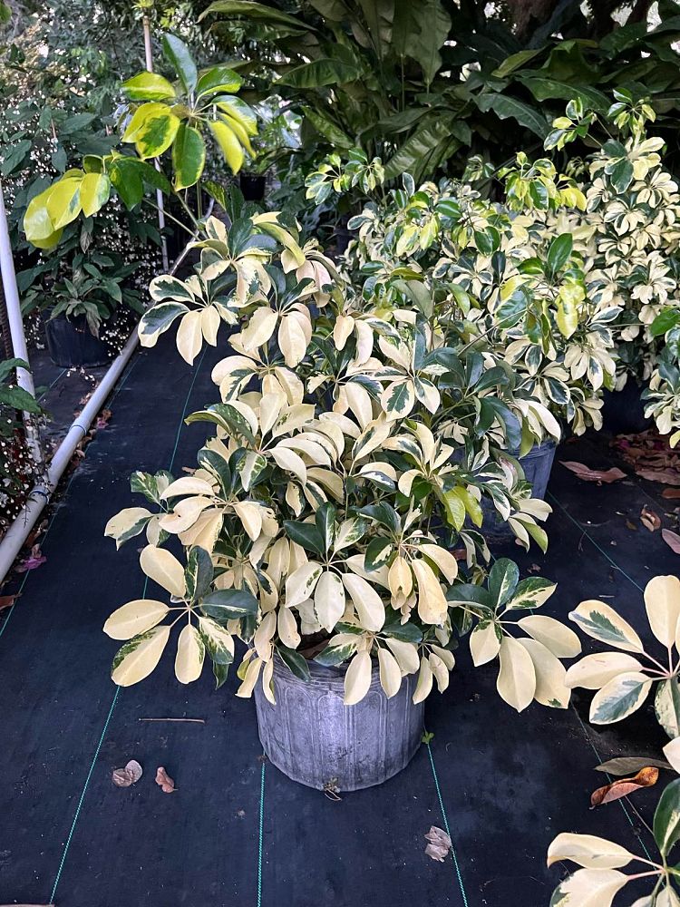 schefflera-arboricola-dazzle-umbrella-tree