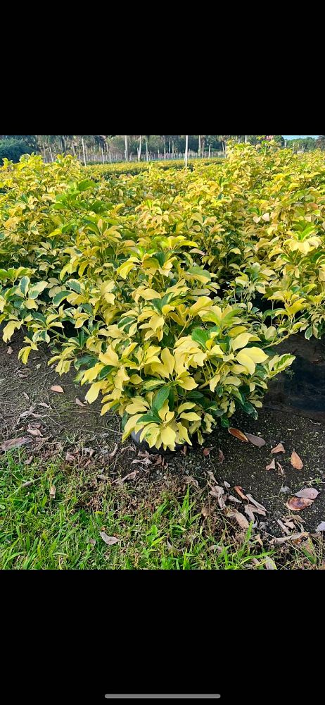 schefflera-arboricola-dazzle-umbrella-tree