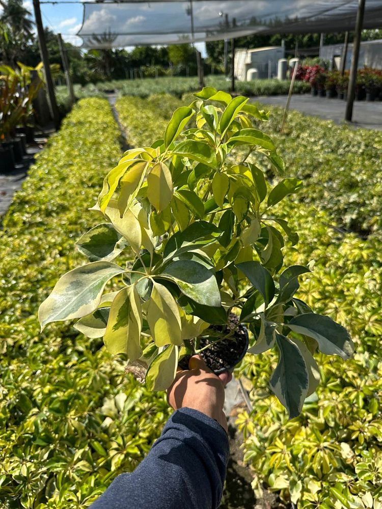 schefflera-arboricola-dazzle-umbrella-tree