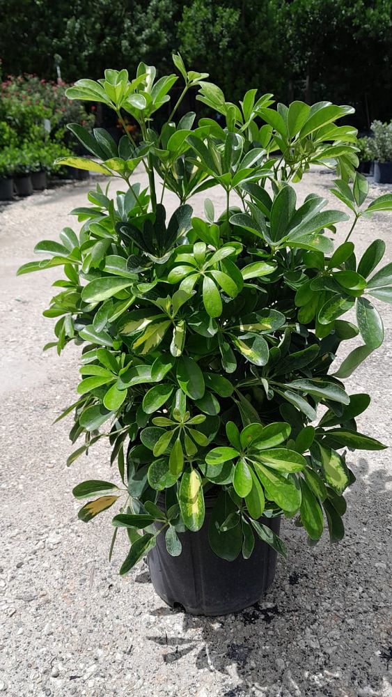 schefflera-arboricola-gold-capella-umbrella-tree