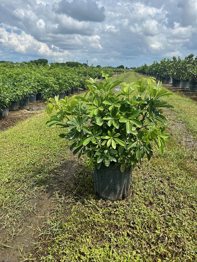 schefflera-arboricola-green-umbrella-tree