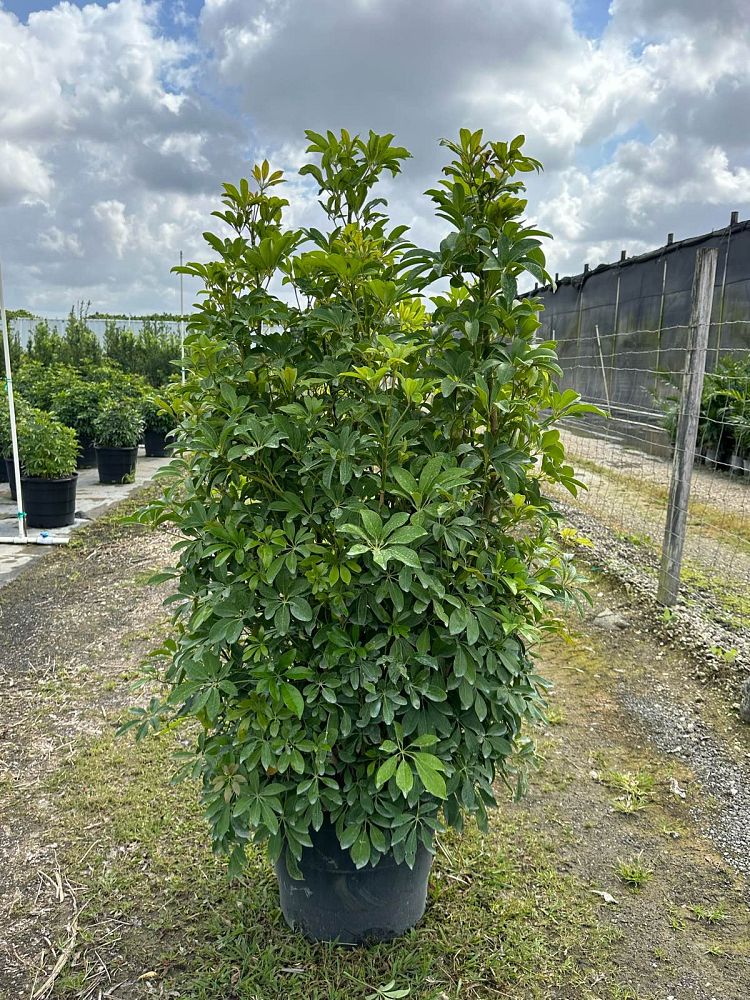 schefflera-arboricola-green-umbrella-tree