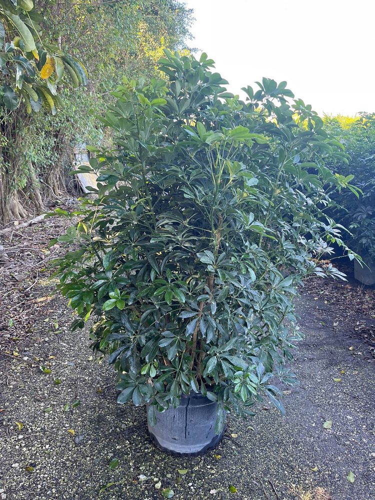 schefflera-arboricola-green-umbrella-tree