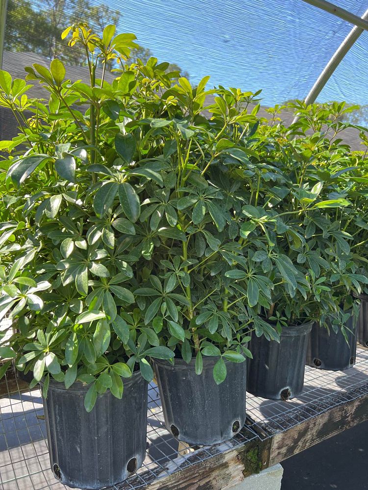 schefflera-arboricola-green-umbrella-tree