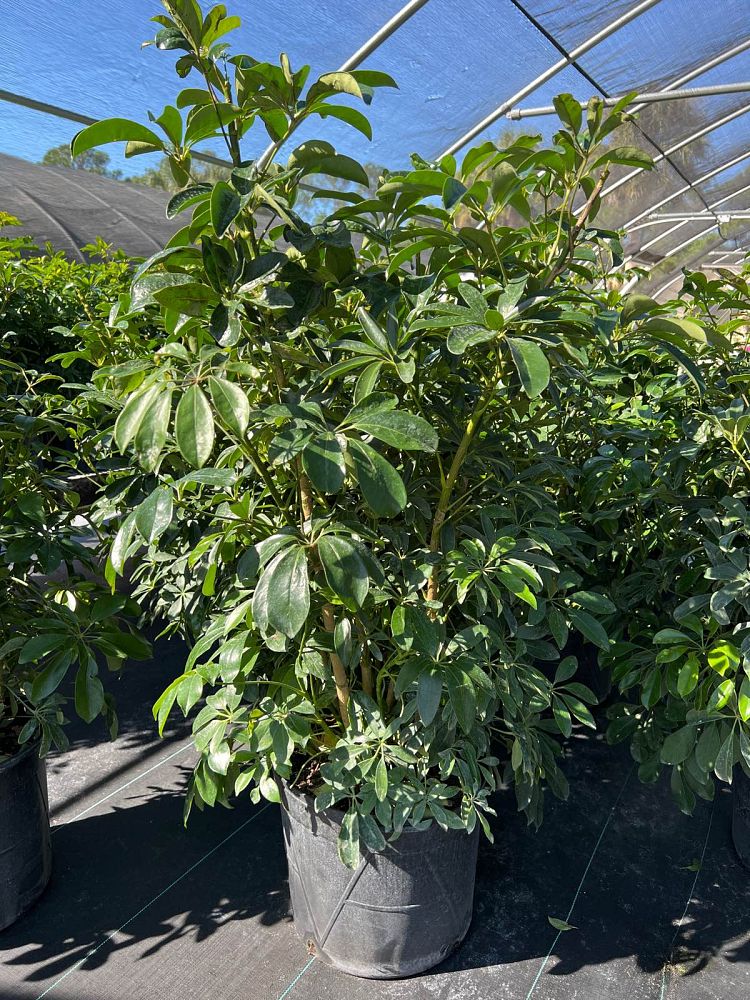 schefflera-arboricola-green-umbrella-tree