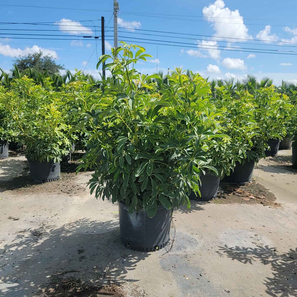 schefflera-arboricola-green-umbrella-tree