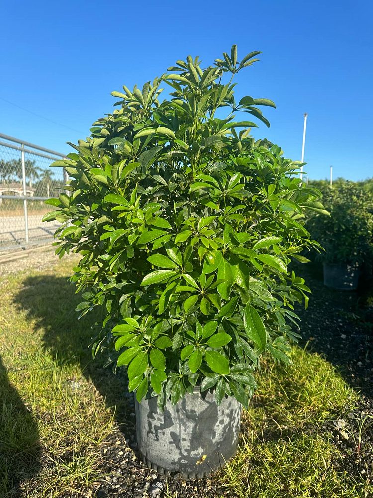 schefflera-arboricola-green-umbrella-tree