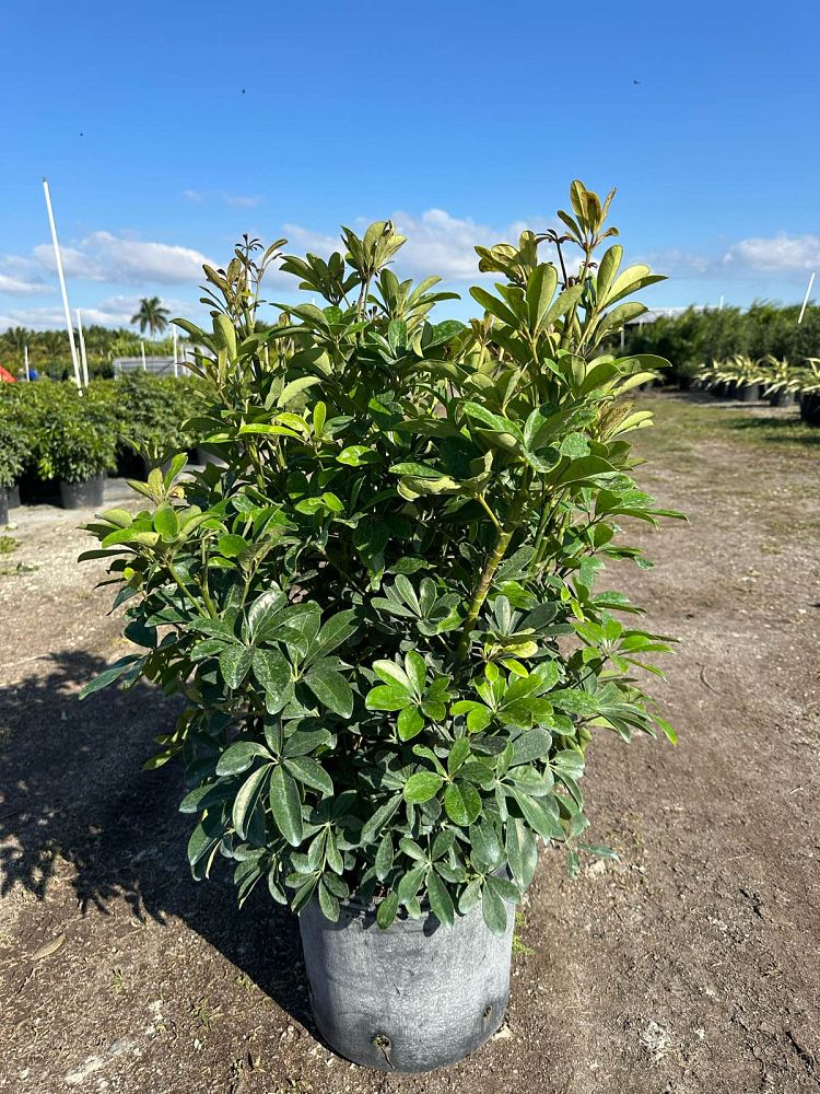 schefflera-arboricola-green-umbrella-tree