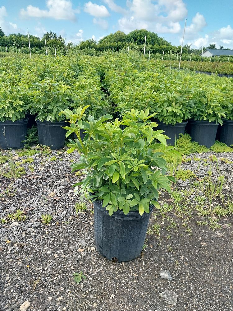 schefflera-arboricola-green-umbrella-tree