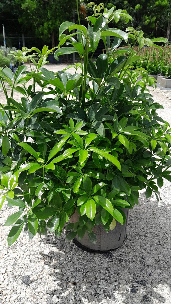 schefflera-arboricola-green-umbrella-tree