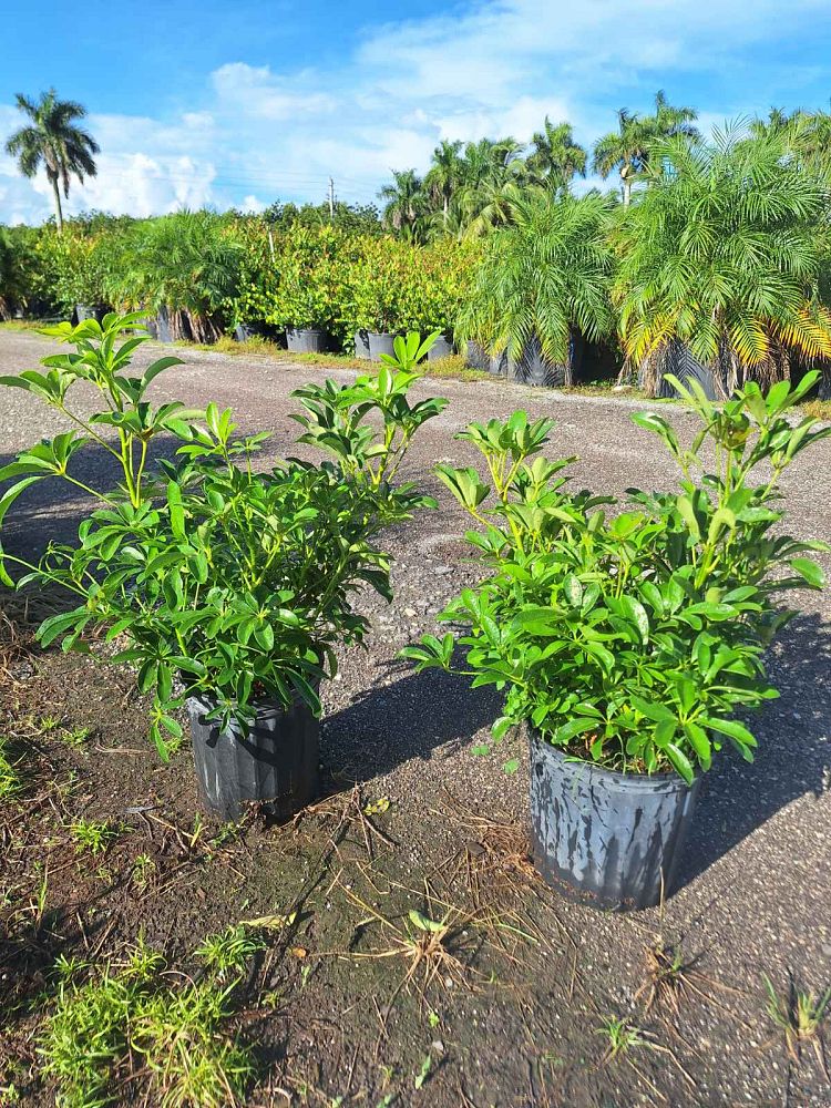 schefflera-arboricola-green-umbrella-tree