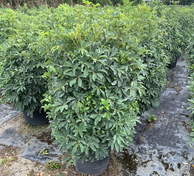 schefflera-arboricola-green-umbrella-tree