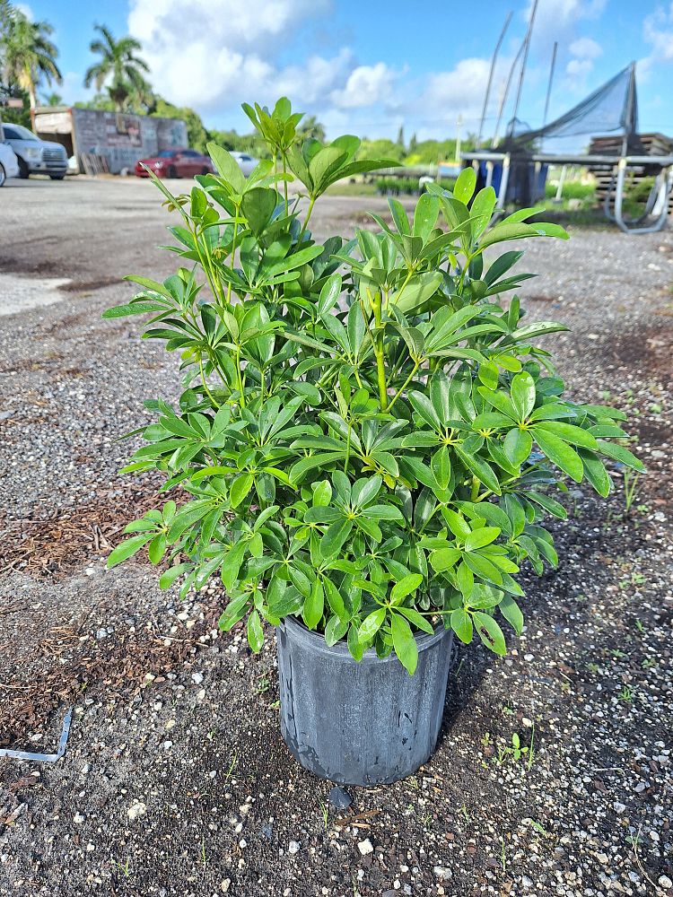 schefflera-arboricola-green-umbrella-tree