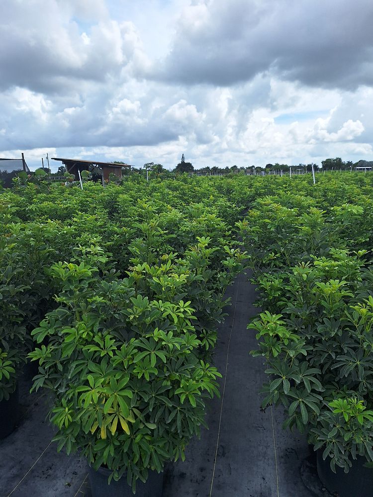 schefflera-arboricola-green-umbrella-tree