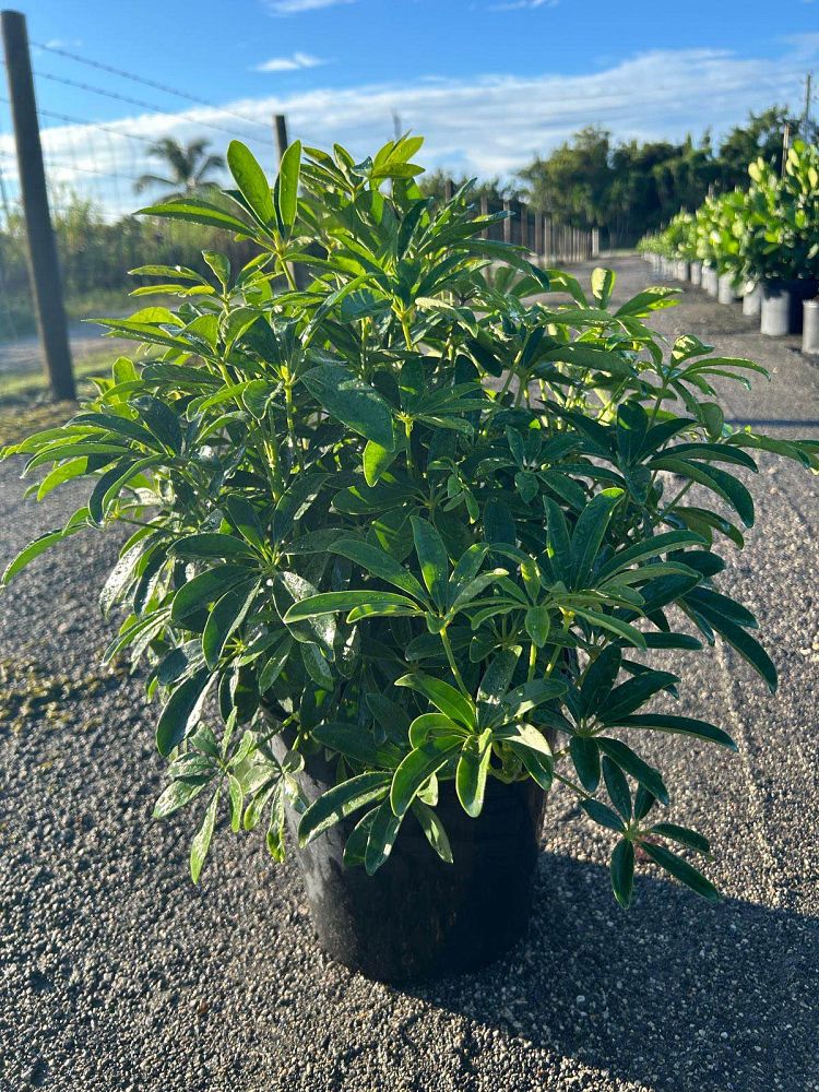 schefflera-arboricola-green-umbrella-tree