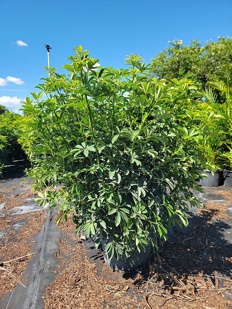 schefflera-arboricola-green-umbrella-tree