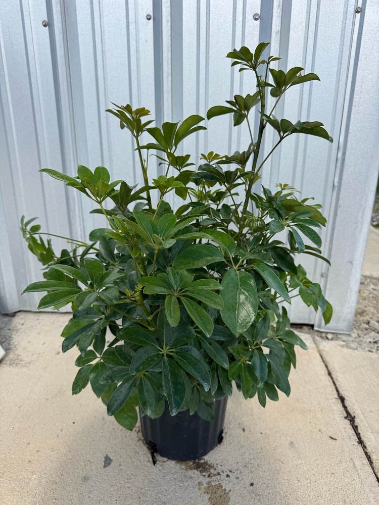 schefflera-arboricola-green-umbrella-tree