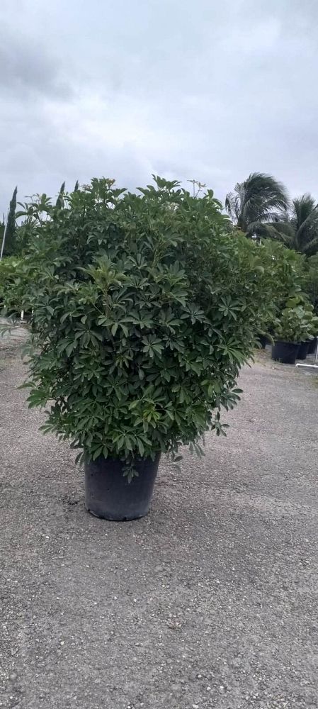 schefflera-arboricola-green-umbrella-tree