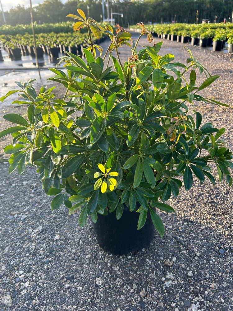 schefflera-arboricola-green-umbrella-tree