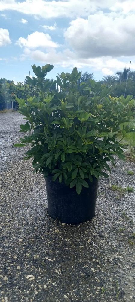 schefflera-arboricola-green-umbrella-tree