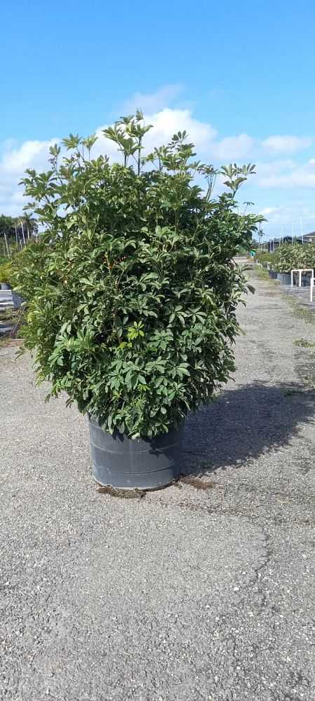 schefflera-arboricola-green-umbrella-tree