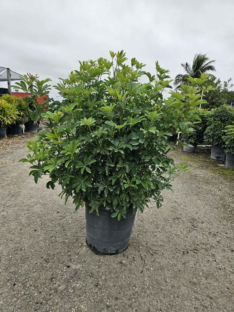 schefflera-arboricola-green-umbrella-tree