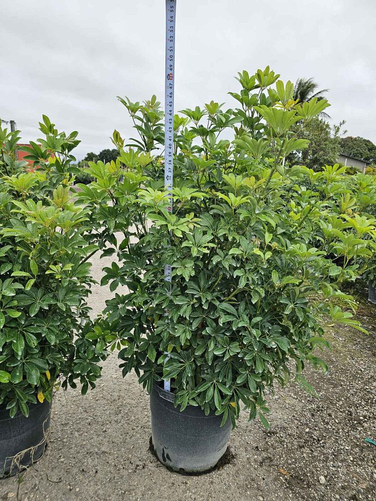 schefflera-arboricola-green-umbrella-tree