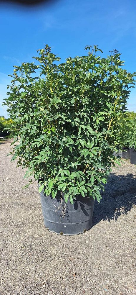 schefflera-arboricola-green-umbrella-tree