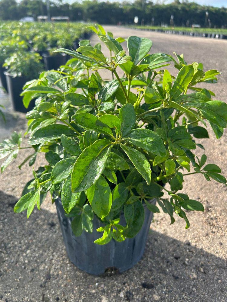 schefflera-arboricola-green-umbrella-tree