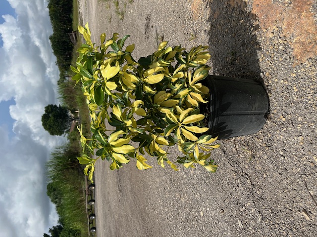 schefflera-arboricola-trinette-umbrella-tree