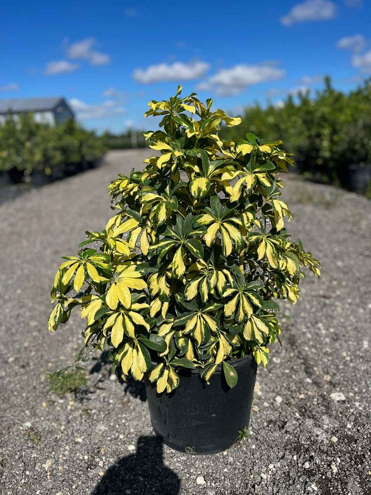 schefflera-arboricola-trinette-umbrella-tree