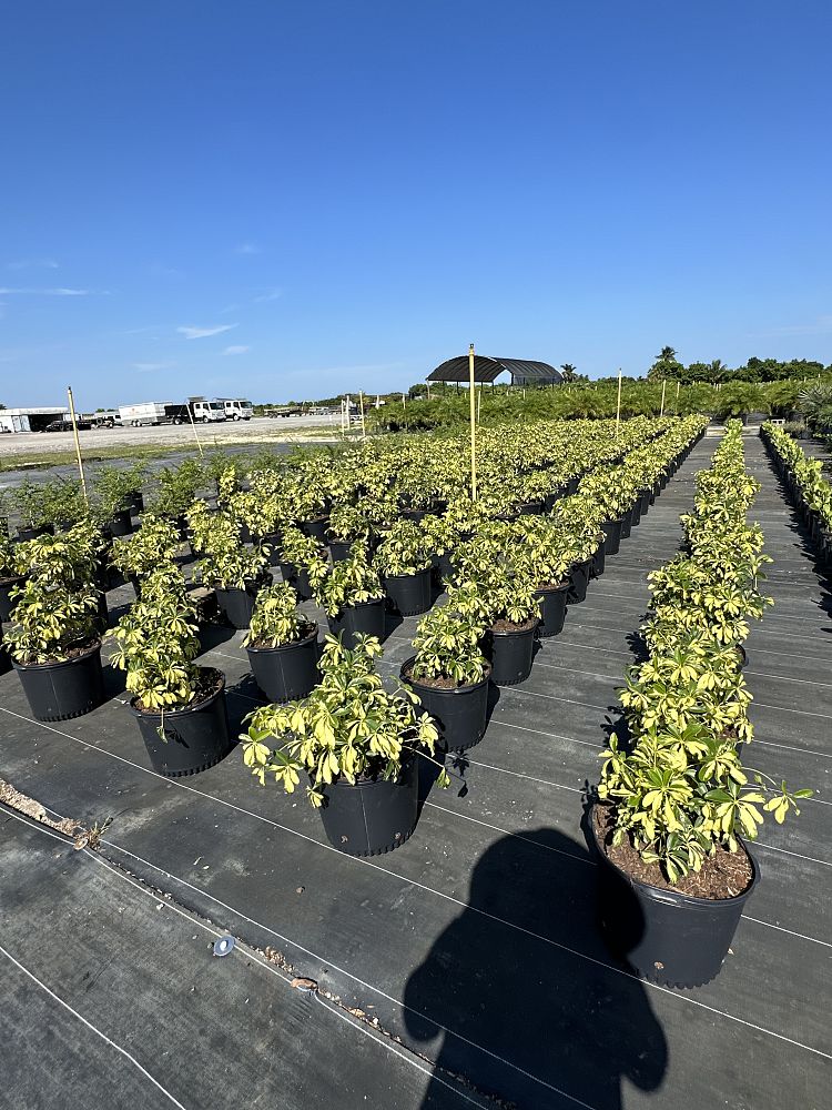 schefflera-arboricola-trinette-umbrella-tree