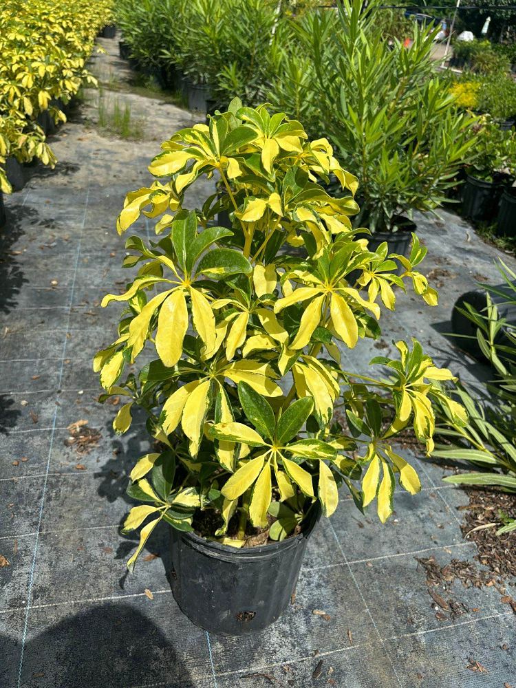 schefflera-arboricola-trinette-umbrella-tree