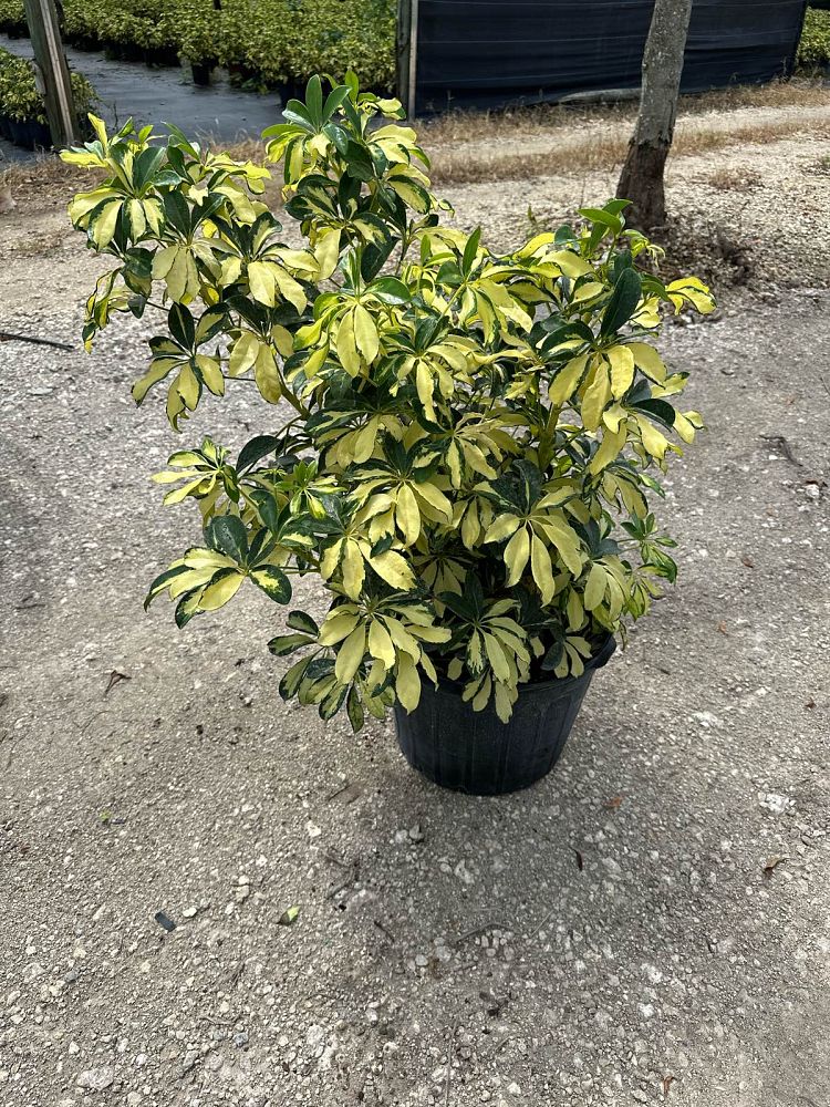 schefflera-arboricola-trinette-umbrella-tree