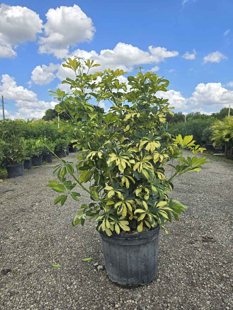 schefflera-arboricola-trinette-umbrella-tree