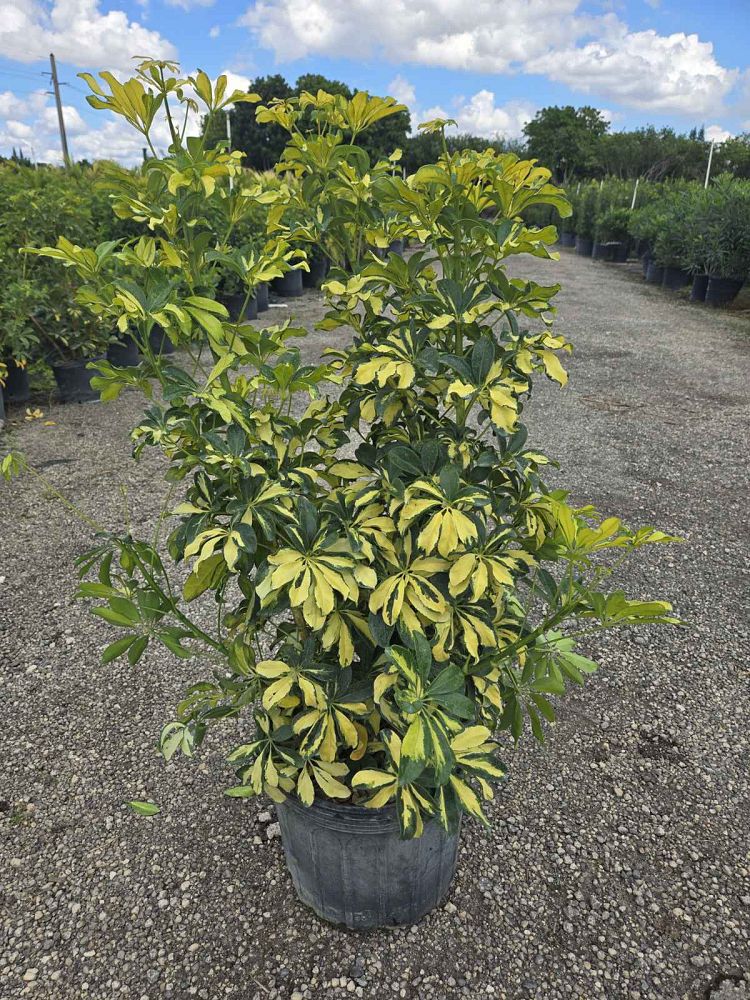 schefflera-arboricola-trinette-umbrella-tree