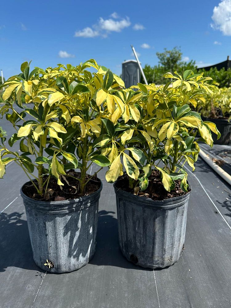 schefflera-arboricola-trinette-umbrella-tree