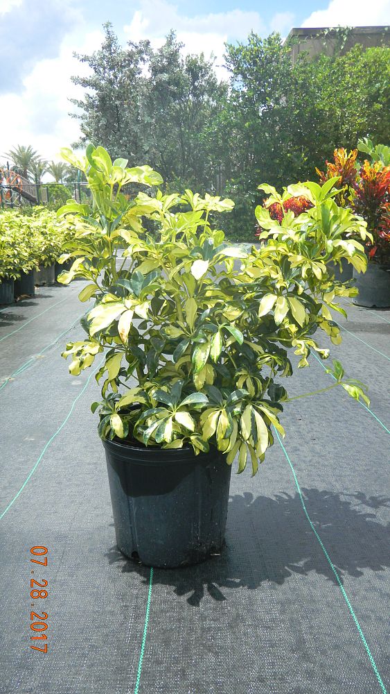 schefflera-arboricola-trinette-umbrella-tree